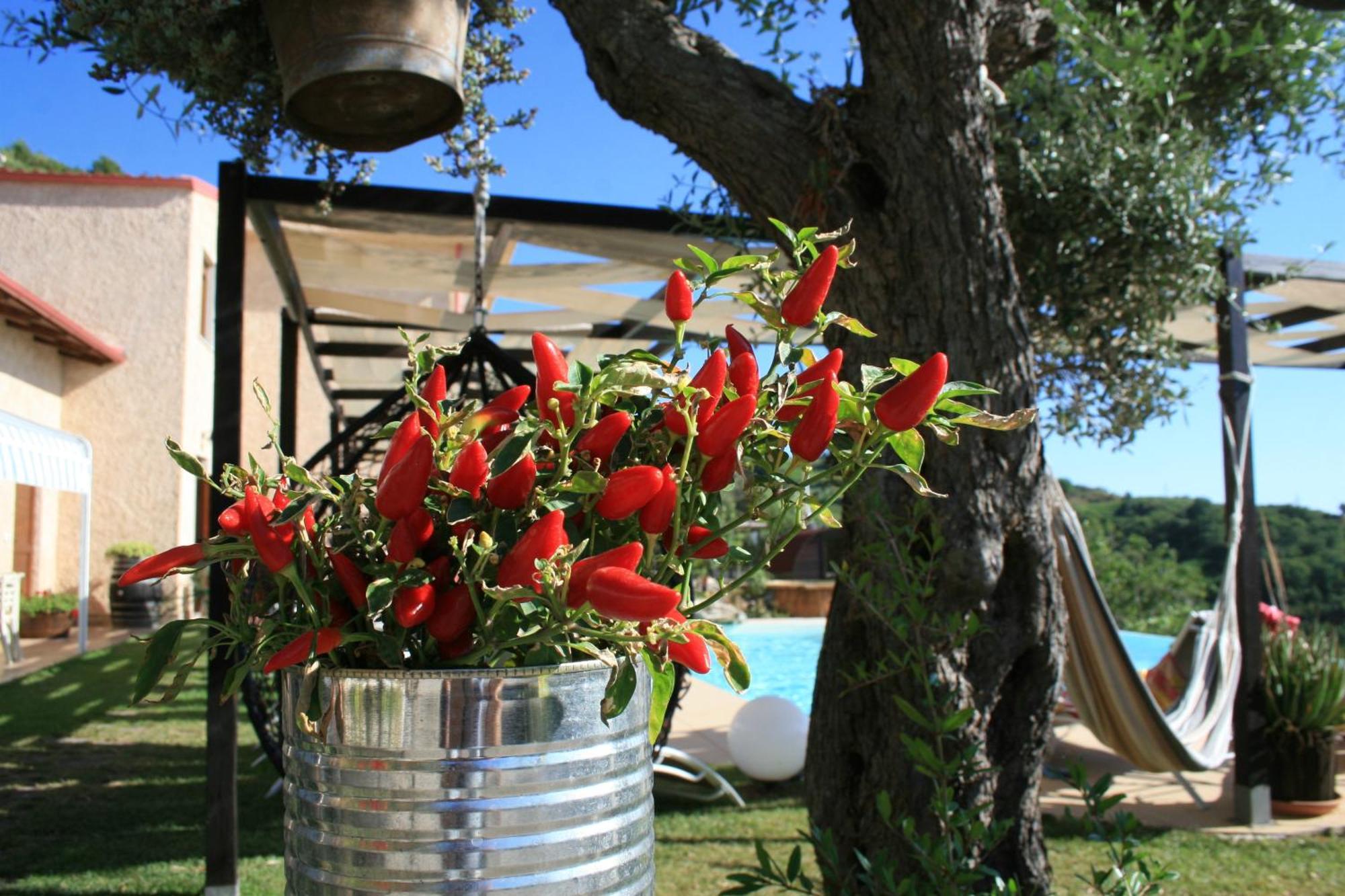 בלבדרה מריטימו Il Podere Dell'Angelo Old Country House מראה חיצוני תמונה